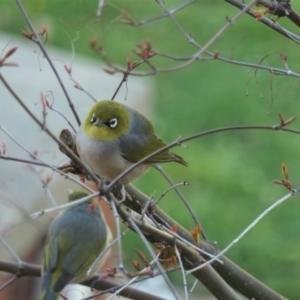 Zosterops lateralis at Gungahlin, ACT - 19 Sep 2021