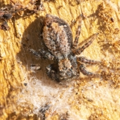 Servaea incana (Hoary Servaea) at Googong, NSW - 19 Sep 2021 by WHall