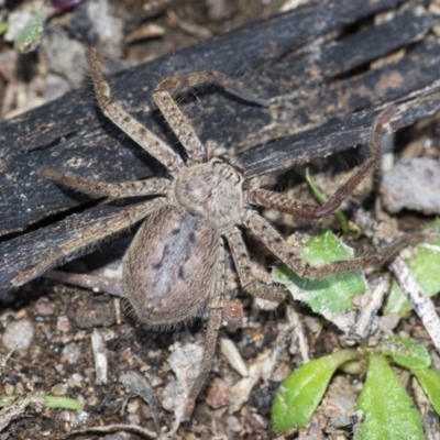 Isopeda canberrana (Canberra Huntsman Spider) at QPRC LGA - 19 Sep 2021 by WHall