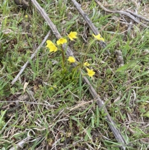 Diuris chryseopsis at Coree, ACT - 19 Sep 2020