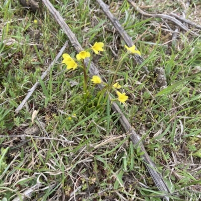 Diuris chryseopsis (Golden Moth) at Coree, ACT - 19 Sep 2020 by AJB