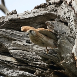 Falco cenchroides at Ainslie, ACT - suppressed