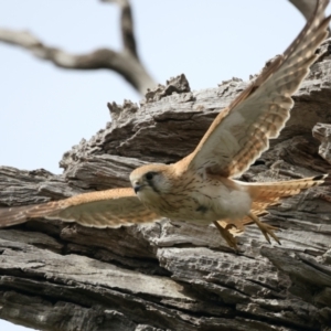 Falco cenchroides at Ainslie, ACT - suppressed