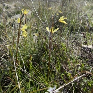 Diuris chryseopsis at Throsby, ACT - 20 Sep 2021