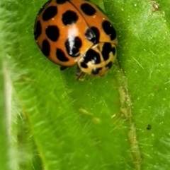 Harmonia conformis (Common Spotted Ladybird) at Lake Burley Griffin West - 20 Sep 2021 by tpreston