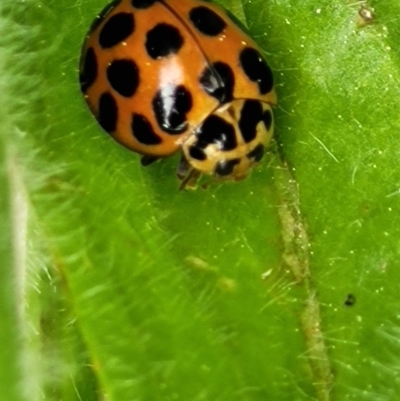 Harmonia conformis (Common Spotted Ladybird) at Lake Burley Griffin West - 20 Sep 2021 by tpreston