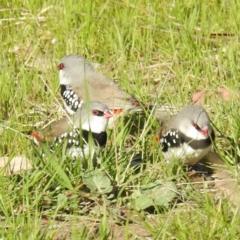 Stagonopleura guttata (Diamond Firetail) at Lions Youth Haven - Westwood Farm A.C.T. - 19 Sep 2021 by HelenCross