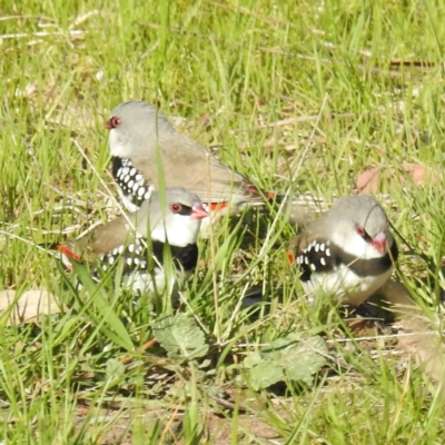 Stagonopleura guttata (Diamond Firetail) at Stromlo, ACT - 20 Sep 2021 by HelenCross