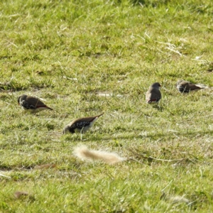 Stagonopleura guttata at Stromlo, ACT - 20 Sep 2021