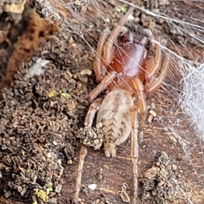 Clubiona sp. (genus) (Unidentified Stout Sac Spider) at Acton, ACT - 20 Sep 2021 by tpreston
