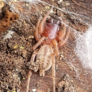 Clubiona sp. (genus) at Acton, ACT - 20 Sep 2021