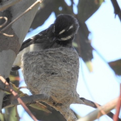 Rhipidura albiscapa (Grey Fantail) at Lions Youth Haven - Westwood Farm A.C.T. - 19 Sep 2021 by HelenCross