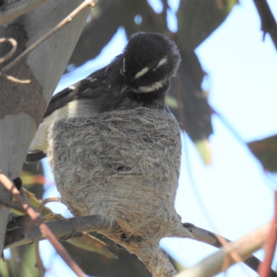 Rhipidura albiscapa (Grey Fantail) at Kambah, ACT - 19 Sep 2021 by HelenCross