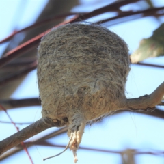 Rhipidura albiscapa at Kambah, ACT - 20 Sep 2021