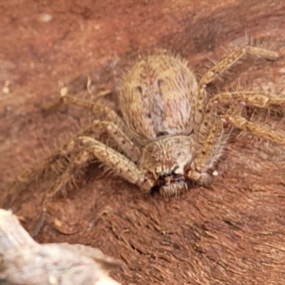 Isopeda canberrana (Canberra Huntsman Spider) at Lake Burley Griffin West - 20 Sep 2021 by trevorpreston