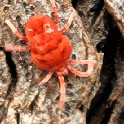 Trombidiidae (family) (Red velvet mite) at Acton, ACT - 20 Sep 2021 by trevorpreston