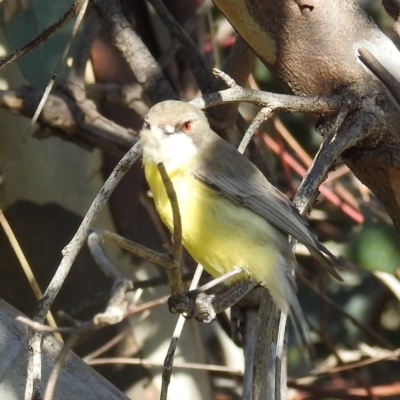 Gerygone olivacea (White-throated Gerygone) at Kambah, ACT - 19 Sep 2021 by HelenCross