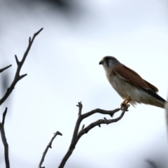 Falco cenchroides (Nankeen Kestrel) at Majura, ACT - 10 Sep 2021 by jbromilow50