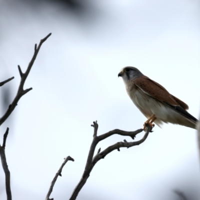 Falco cenchroides (Nankeen Kestrel) at Mount Ainslie - 10 Sep 2021 by jb2602