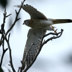 Falco cenchroides at Majura, ACT - 10 Sep 2021