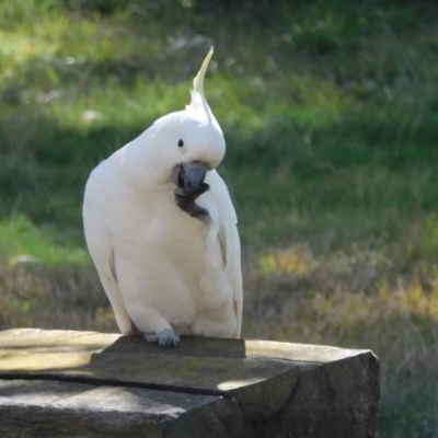 Cacatua galerita (Sulphur-crested Cockatoo) at Symonston, ACT - 4 Aug 2021 by CallumBraeRuralProperty