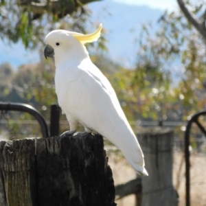 Cacatua galerita at Symonston, ACT - 4 Aug 2021