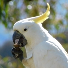 Cacatua galerita at Symonston, ACT - 4 Aug 2021