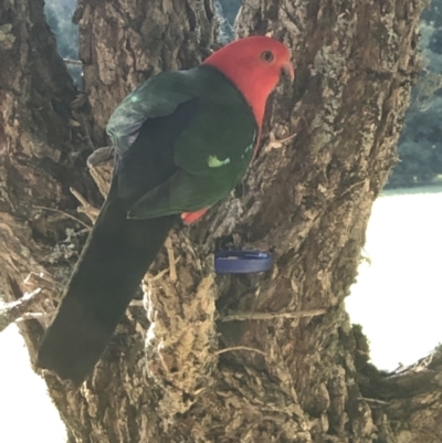 Alisterus scapularis (Australian King-Parrot) at Kangaroo Valley, NSW - 19 Sep 2021 by Evmoreno