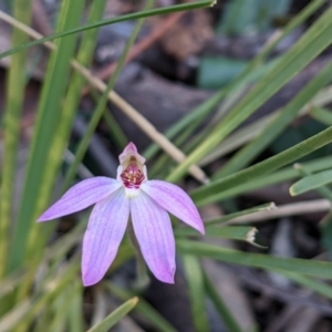 Caladenia fuscata at Currawang, NSW - 19 Sep 2021