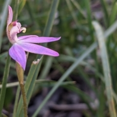 Caladenia fuscata at Currawang, NSW - 19 Sep 2021