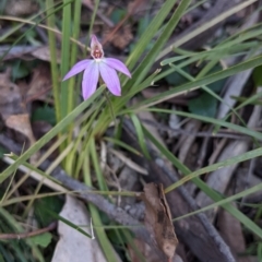 Caladenia fuscata at Currawang, NSW - suppressed