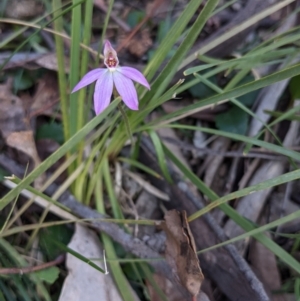 Caladenia fuscata at Currawang, NSW - 19 Sep 2021