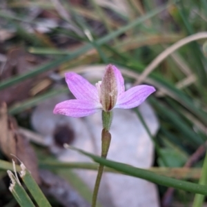 Caladenia fuscata at Currawang, NSW - 19 Sep 2021