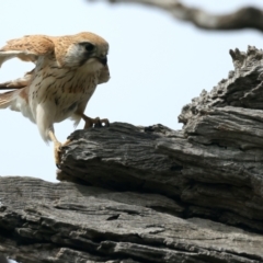 Falco cenchroides (Nankeen Kestrel) at Mount Ainslie - 10 Sep 2021 by jb2602