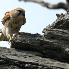 Falco cenchroides at Ainslie, ACT - 10 Sep 2021