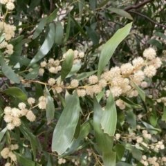 Acacia melanoxylon (Blackwood) at Kuringa Woodlands - 9 Sep 2021 by Rosie