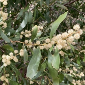 Acacia melanoxylon at Fraser, ACT - 9 Sep 2021