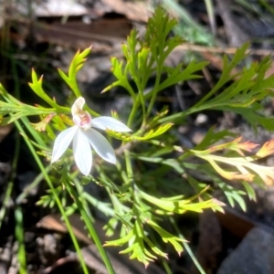 Caladenia carnea at Bundanoon, NSW - suppressed