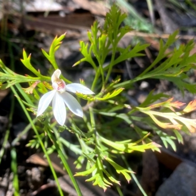 Caladenia carnea (Pink Fingers) at Bundanoon - 17 Sep 2021 by JanetMW