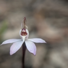 Caladenia fuscata (Dusky Fingers) at Currawang, NSW - 19 Sep 2021 by camcols