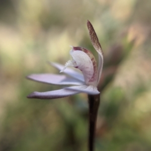 Caladenia fuscata at Currawang, NSW - 19 Sep 2021