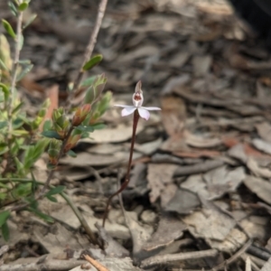 Caladenia fuscata at Currawang, NSW - suppressed