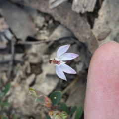 Caladenia fuscata at Currawang, NSW - suppressed