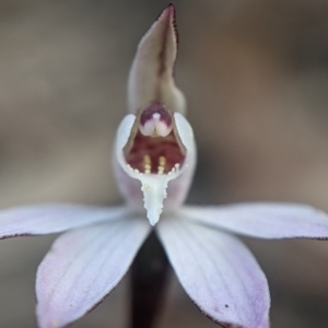 Caladenia fuscata at Currawang, NSW - suppressed