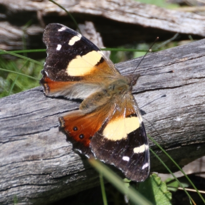 Vanessa itea (Yellow Admiral) at Downer, ACT - 8 Sep 2021 by jb2602