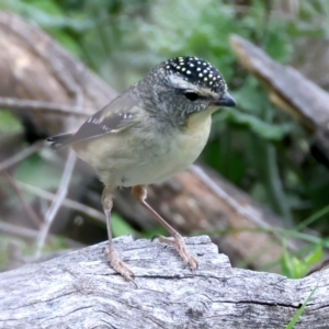 Pardalotus punctatus at Majura, ACT - 10 Sep 2021