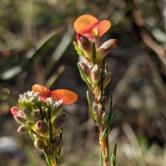 Dillwynia sericea (Egg And Bacon Peas) at Currawang, NSW - 19 Sep 2021 by camcols