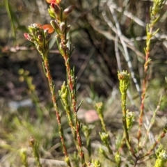 Dillwynia sericea at Currawang, NSW - suppressed