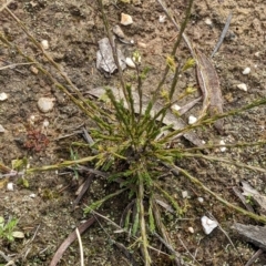 Dillwynia sericea at Currawang, NSW - suppressed