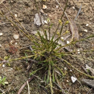 Dillwynia sericea at Currawang, NSW - 19 Sep 2021